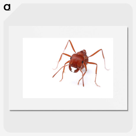 2-52_Insects-Unlocked-Project_picture