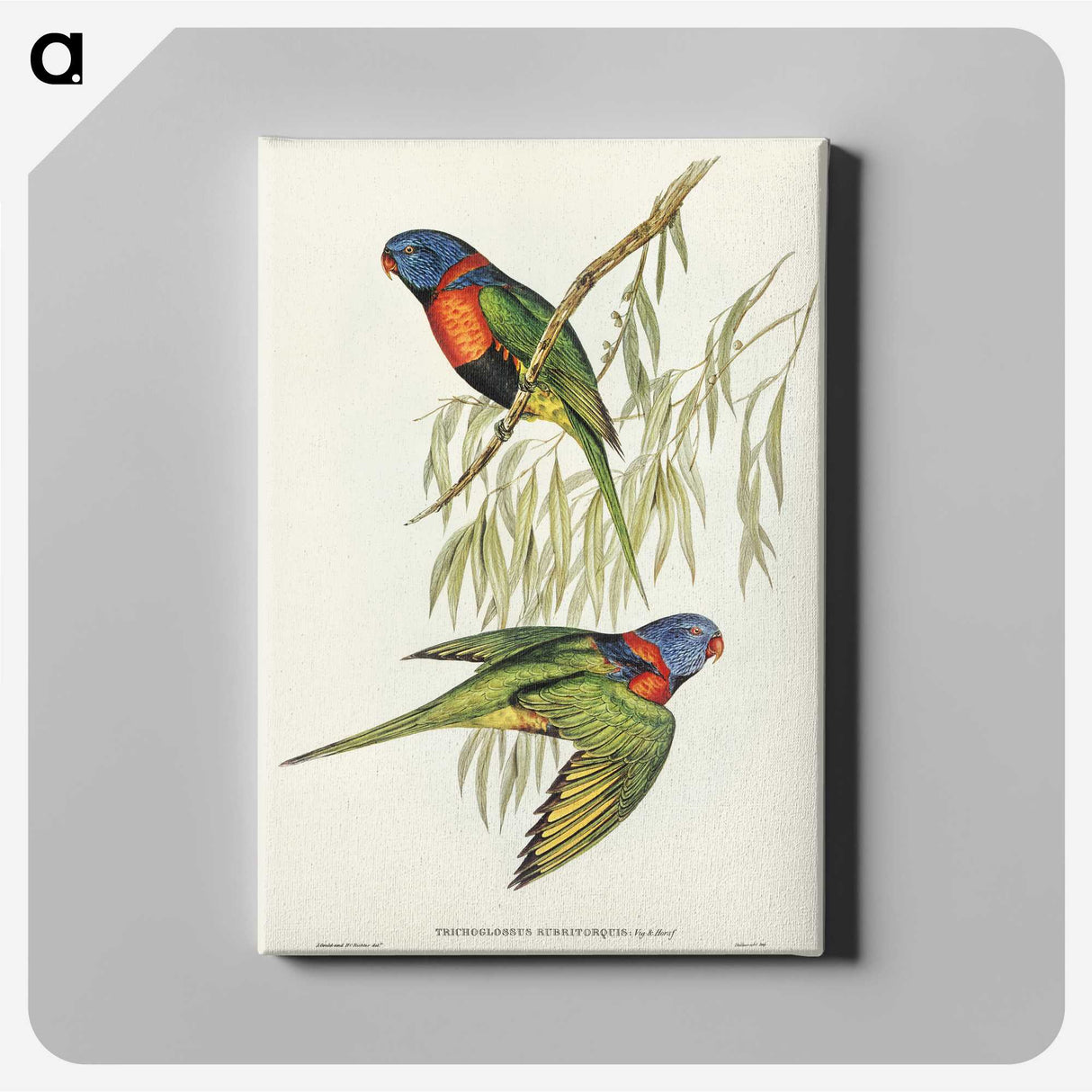 2-52_John-Gould_canvas
