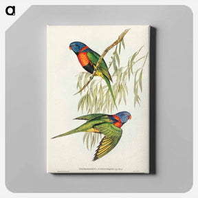 アートパネル-Red-collared Lorikeet
 - ジョン グールド Canvas.