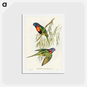 アートポストカード-Red-collared Lorikeet
 - ジョン グールド Postcard.