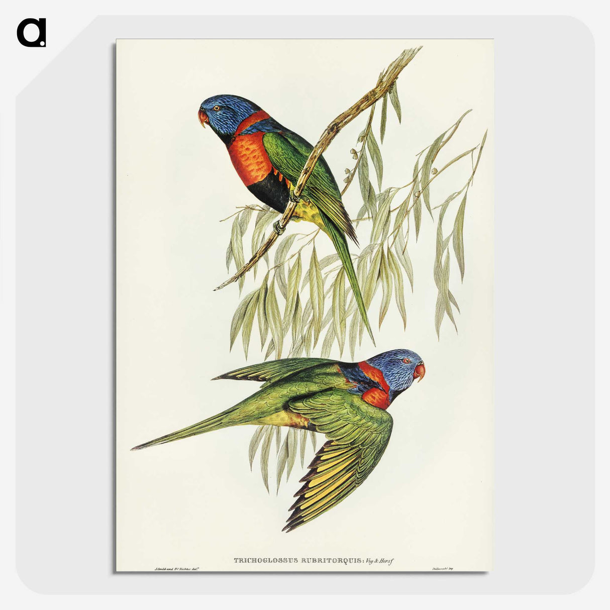 2-52_John-Gould_picture-crop