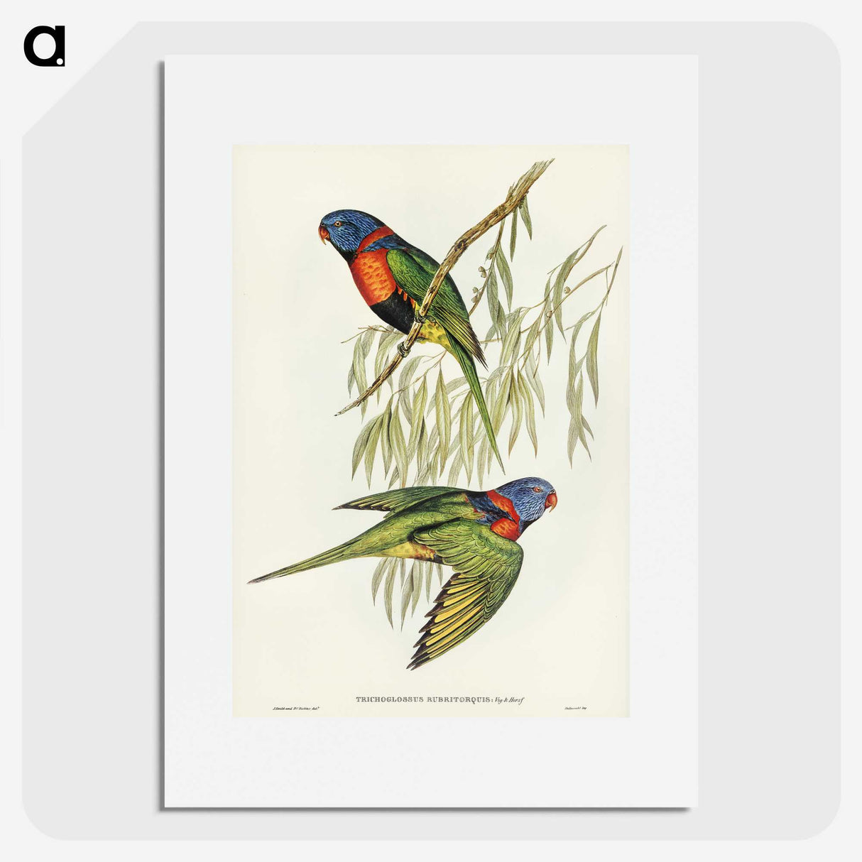 2-52_John-Gould_picture