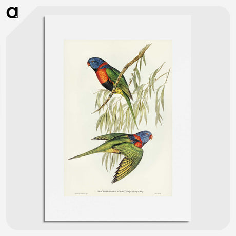 2-52_John-Gould_picture