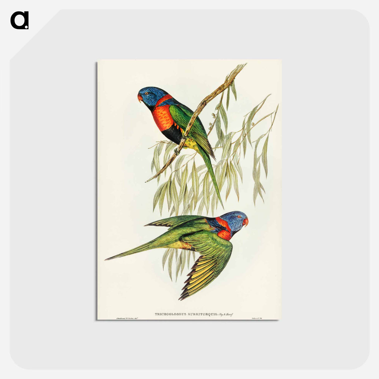 アートポストカード-Red-collared Lorikeet
 - ジョン グールド Postcard.