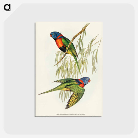 アートポストカード-Red-collared Lorikeet
 - ジョン グールド Postcard.