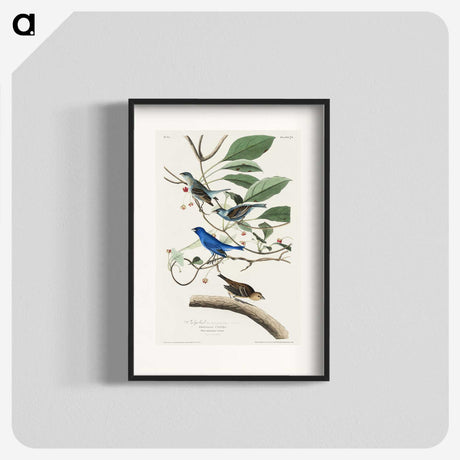 2-52_John-James-Audubon_blk