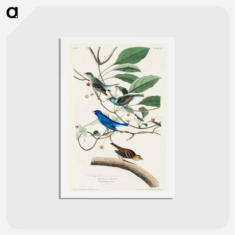 アートポストカード-Indigo Bird
 - ジョン ジェームス オーデュボン Postcard.