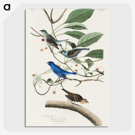 2-52_John-James-Audubon_picture-crop