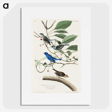 2-52_John-James-Audubon_picture