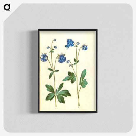 2-52_Maria-Sibylla-Merian_blk-crop