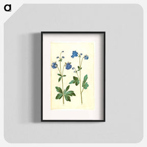 アートポスター-Aquilegia vulgaris
 - マリア ジビーラ メーリアン Poster.