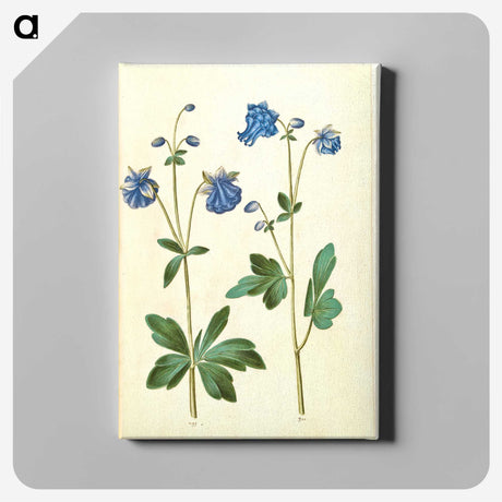 2-52_Maria-Sibylla-Merian_canvas