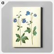 アートパネル-Aquilegia vulgaris
 - マリア ジビーラ メーリアン Canvas.