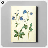 アートパネル-Aquilegia vulgaris
 - マリア ジビーラ メーリアン Canvas.