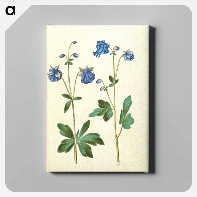 アートパネル-Aquilegia vulgaris
 - マリア ジビーラ メーリアン Canvas.