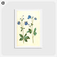 アートポストカード-Aquilegia vulgaris
 - マリア ジビーラ メーリアン Postcard.