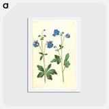 アートポストカード-Aquilegia vulgaris
 - マリア ジビーラ メーリアン Postcard.