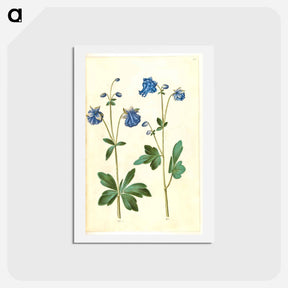 アートポストカード-Aquilegia vulgaris
 - マリア ジビーラ メーリアン Postcard.