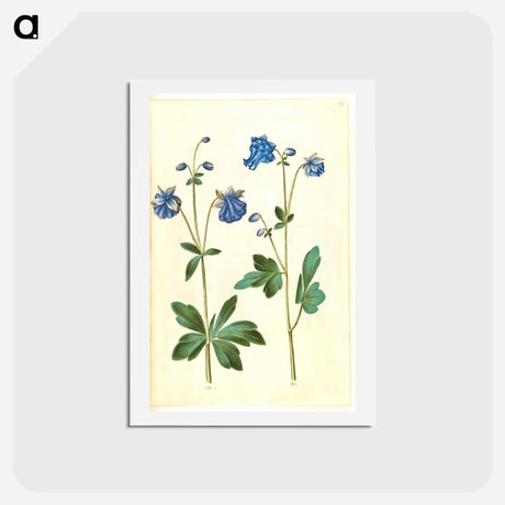 アートポストカード-Aquilegia vulgaris
 - マリア ジビーラ メーリアン Postcard.