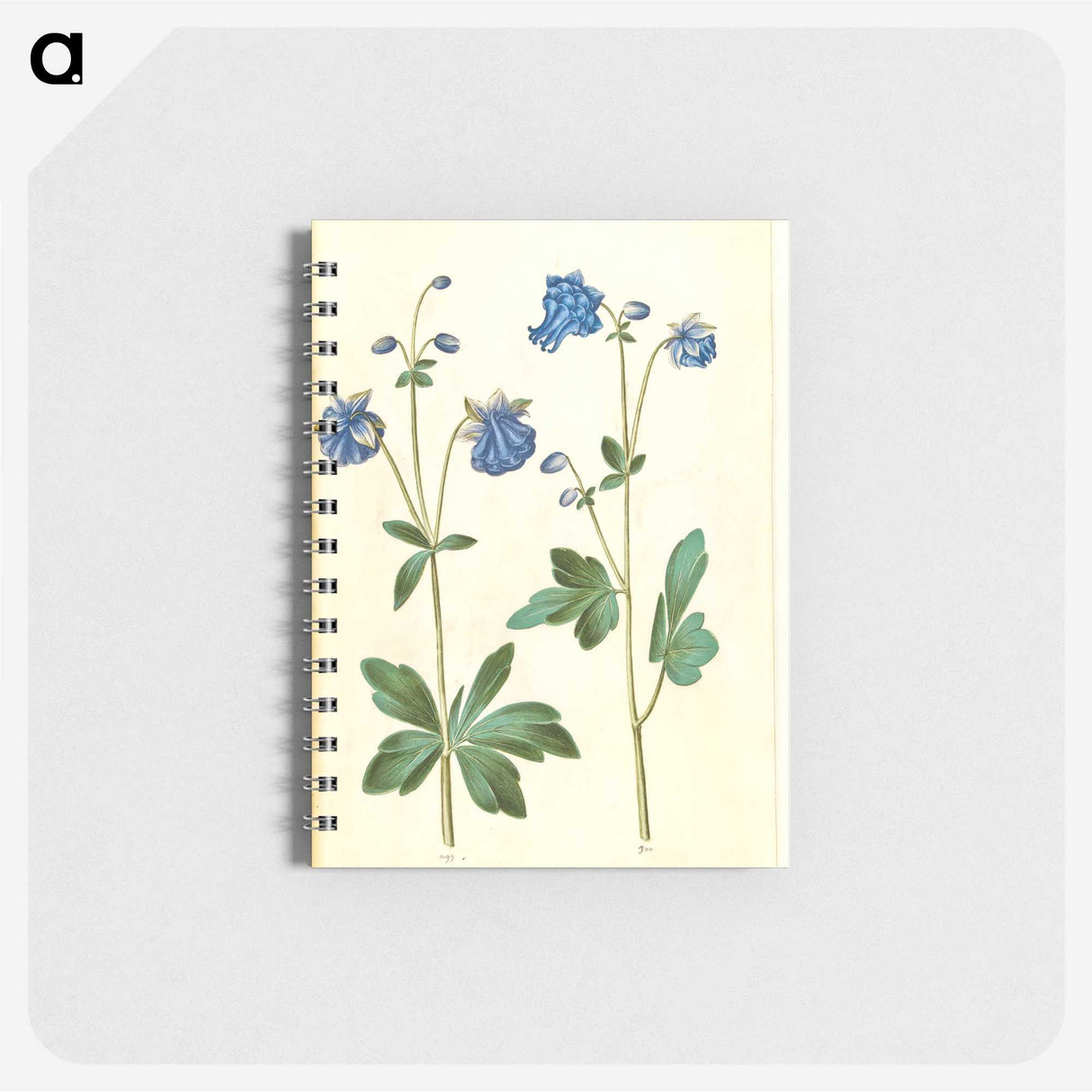 2-52_Maria-Sibylla-Merian_memo