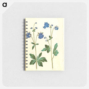 アートメモ帳-Aquilegia vulgaris
 - マリア ジビーラ メーリアン Memo.