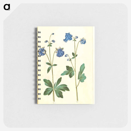 アートメモ帳-Aquilegia vulgaris
 - マリア ジビーラ メーリアン Memo.