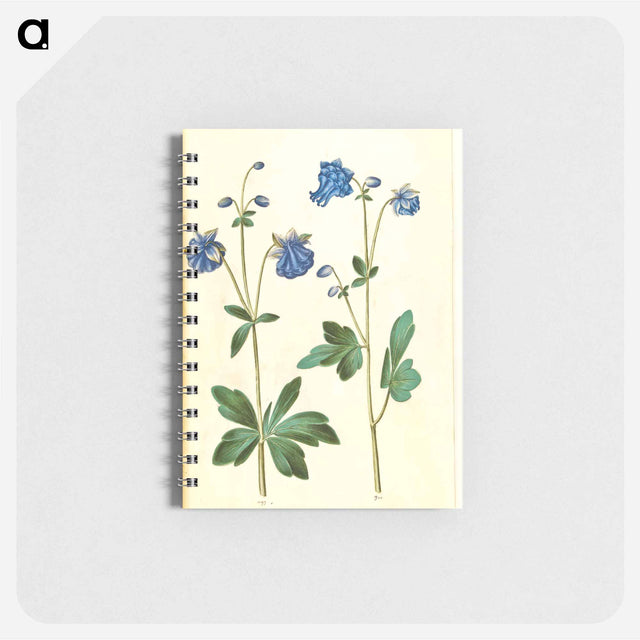 アートメモ帳-Aquilegia vulgaris
 - マリア ジビーラ メーリアン Memo.