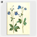 2-52_Maria-Sibylla-Merian_picture-crop