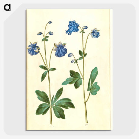 2-52_Maria-Sibylla-Merian_picture-crop