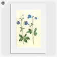 2-52_Maria-Sibylla-Merian_picture
