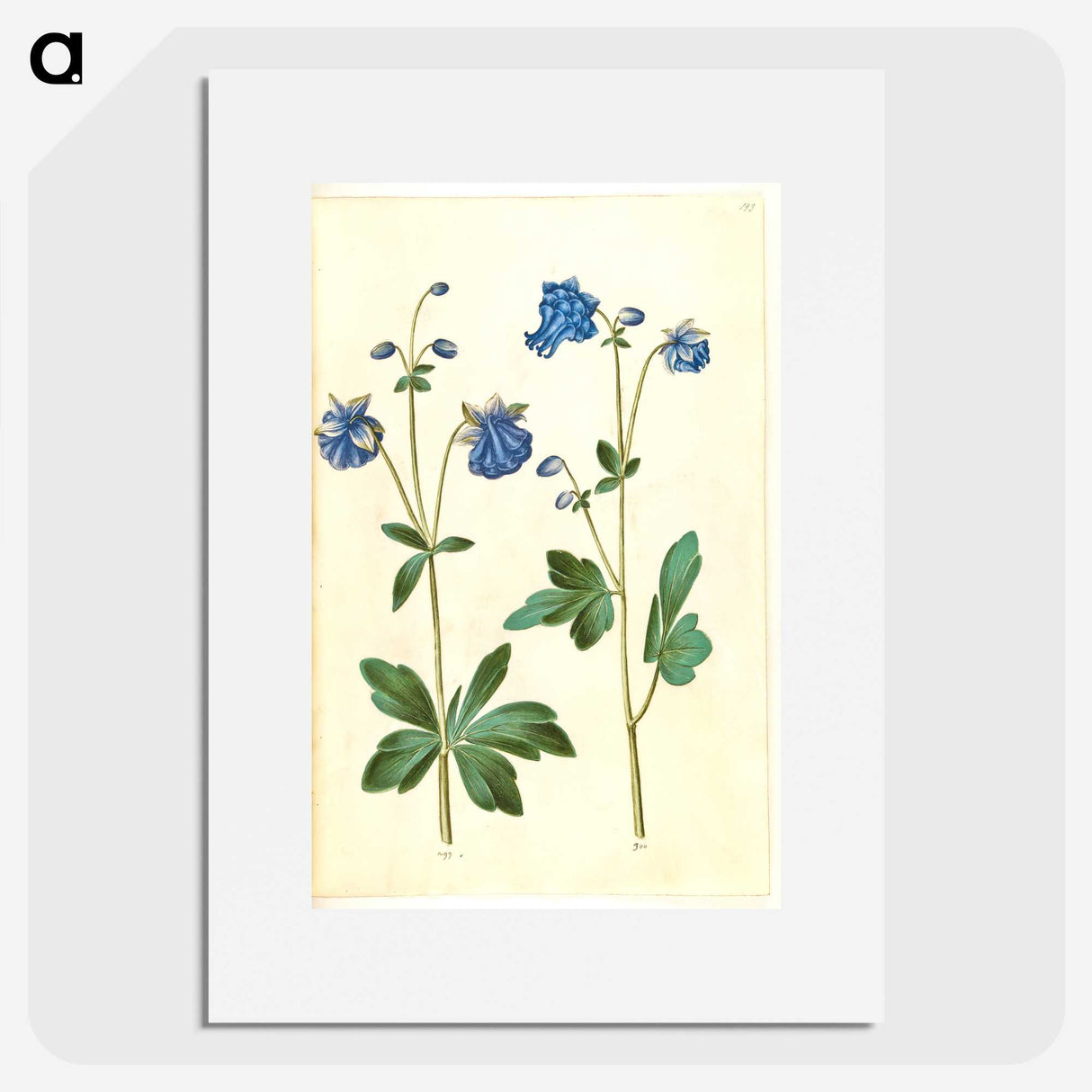 2-52_Maria-Sibylla-Merian_picture