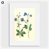 2-52_Maria-Sibylla-Merian_picture