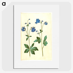 2-52_Maria-Sibylla-Merian_picture