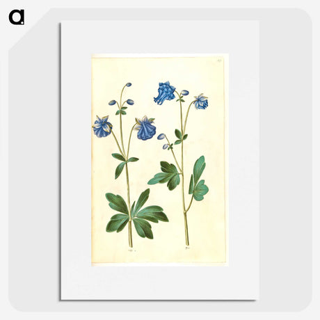 2-52_Maria-Sibylla-Merian_picture