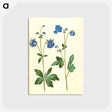 2-52_Maria-Sibylla-Merian_postcard