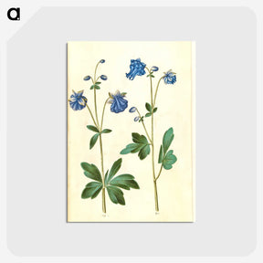 2-52_Maria-Sibylla-Merian_postcard