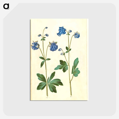 アートポストカード-Aquilegia vulgaris
 - マリア ジビーラ メーリアン Postcard.
