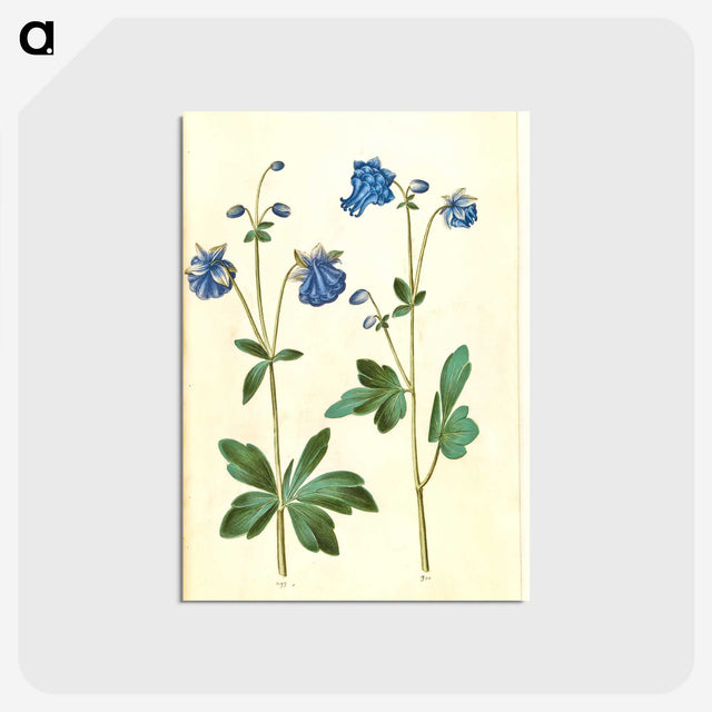 2-52_Maria-Sibylla-Merian_postcard