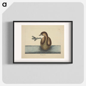 アートポスター-Pied-billed Dobchick
 - マーク ケイツビー Poster.