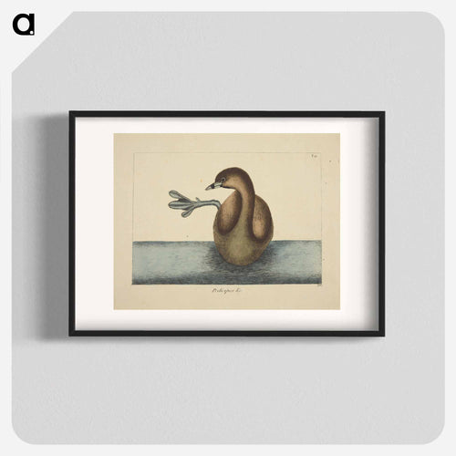 Pied-billed Dobchick
 - マーク ケイツビー Poster.