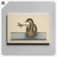 2-52_Mark-Catesby_canvas