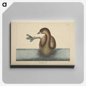 2-52_Mark-Catesby_canvas