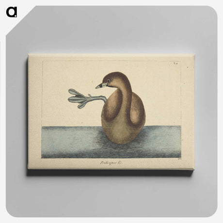 2-52_Mark-Catesby_canvas