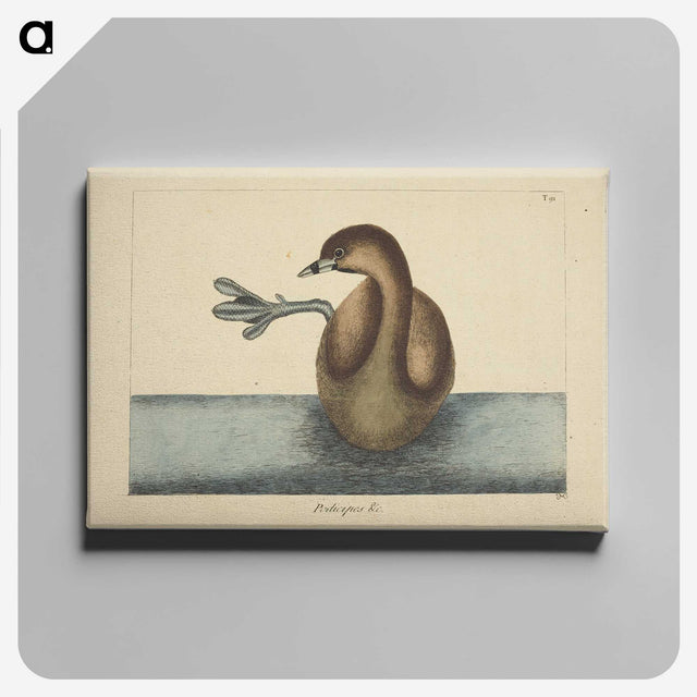 2-52_Mark-Catesby_canvas