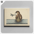 アートパネル-Pied-billed Dobchick
 - マーク ケイツビー Canvas.