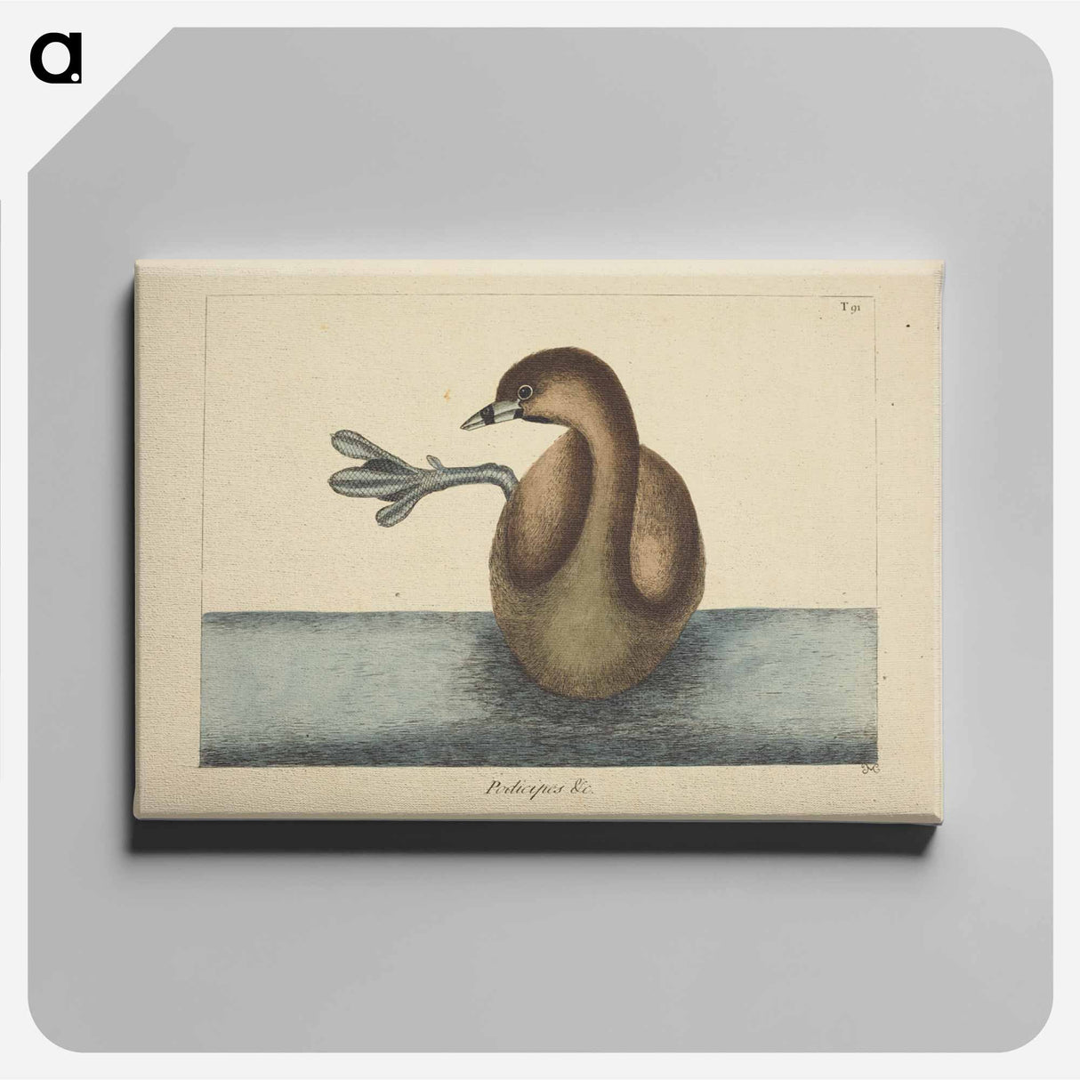 アートパネル-Pied-billed Dobchick
 - マーク ケイツビー Canvas.