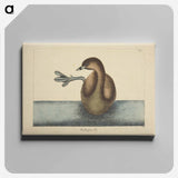 アートパネル-Pied-billed Dobchick
 - マーク ケイツビー Canvas.