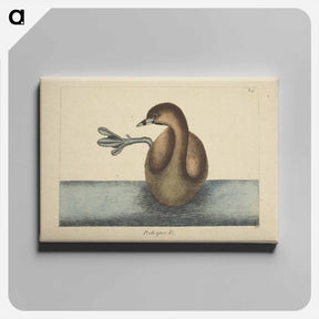 アートパネル-Pied-billed Dobchick
 - マーク ケイツビー Canvas.