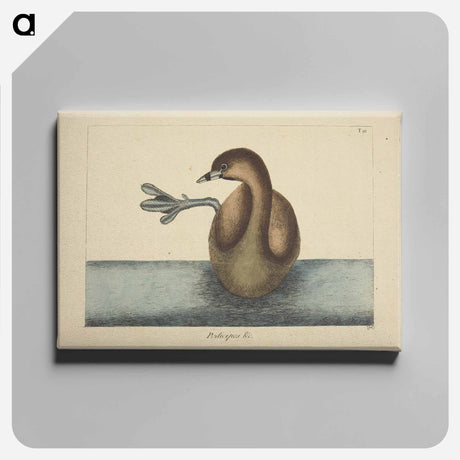 アートパネル-Pied-billed Dobchick
 - マーク ケイツビー Canvas.