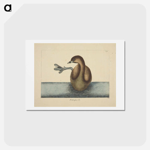 Pied-billed Dobchick
 - Mark Catesby Postcard.